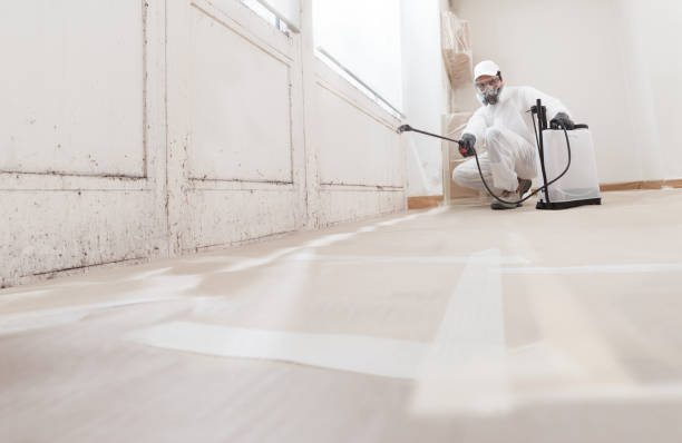 Black mold remediation team in Havre de Grace